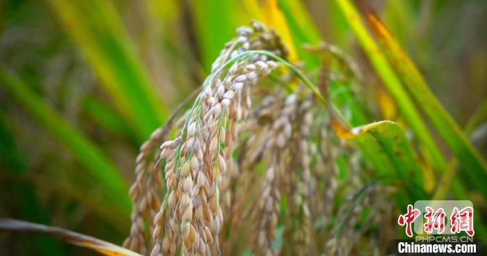 2022年10月4日，新疆温宿县金黄的稻田一望无际，稻香浓郁，成熟饱满的稻穗压弯了腰。(资料图) 丁安 摄
