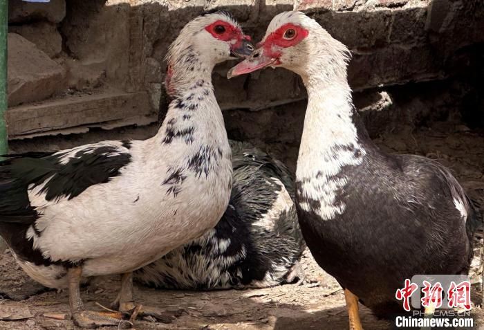鸳鸯鸭是近年来家庭养殖的新品种。　张新月　摄