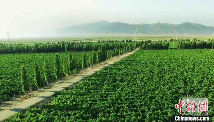 地处新疆天山南北的众多葡萄园连续多年取得有机葡萄基地认证（资料图）。　史玉江　摄