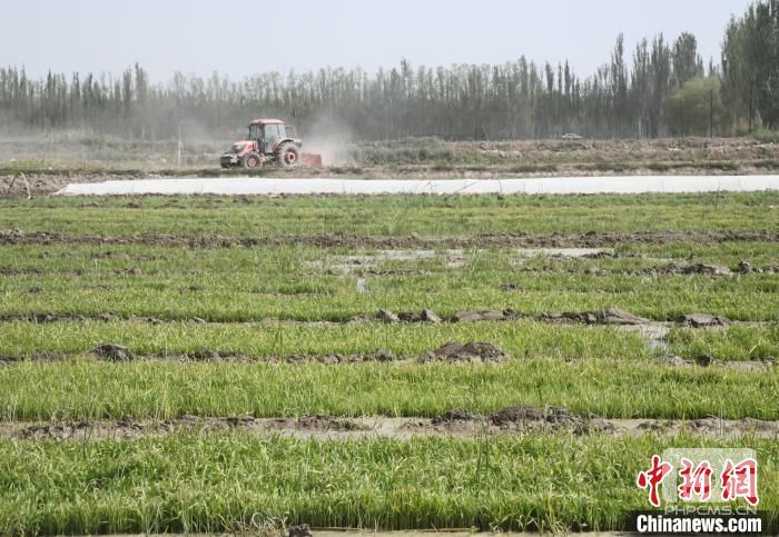 图为喀什市帕哈太克里乡的万亩海水稻基地里等待插秧的稻苗。　孙亭文 摄